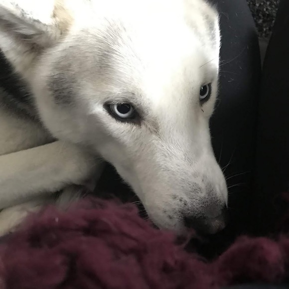 Meet your Posher, Carlena - Picture 1 of 1